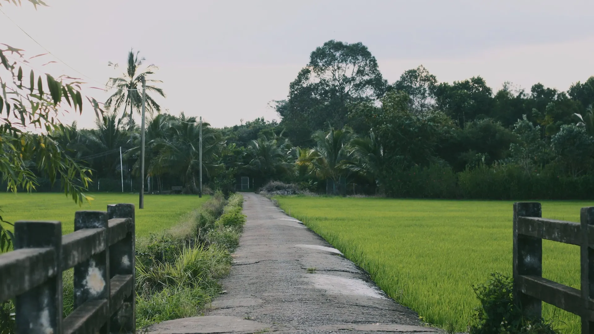 Jalan setapak di antara sawah hijau dan pohon kelapa